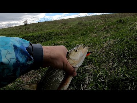 Видео: На малой реке весной. Где и как ловить. Нежданный улов. Жерех.