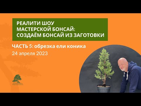 Видео: Обрезка ели коника