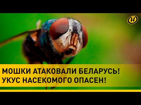 Видео: МОШКИ АТАКОВАЛИ БЕЛАРУСЬ: на улице невозможно! Укус насекомого ОПАСЕН! Врачи рассказали, что делать