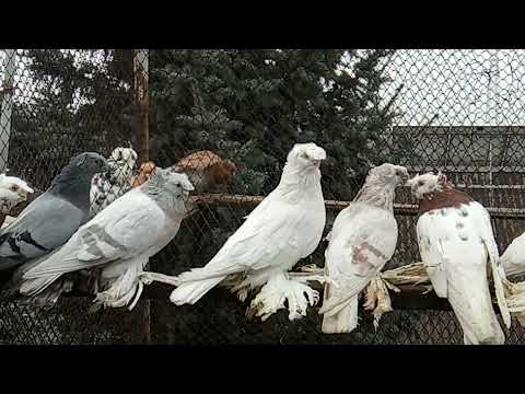 Видео: Породы и стандарты.