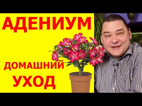 Видео: Адениум. Уход в домашних условиях. Подробно обо всех нюансах