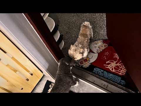 Видео: Бродячая кошка внезапно ворвалась в дом и сразу начала враждебно кричать на мою кошку.