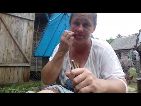 Видео: Як я роблю віники козам  і з яких дерев ...