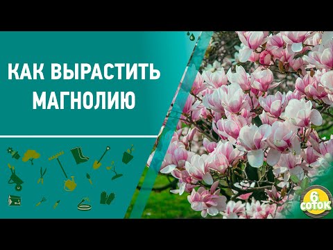 Видео: Как вырастить магнолию. 6 соток 10.05.2021