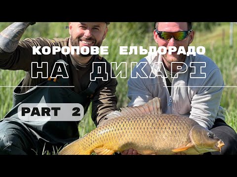Видео: Коропове Ельдорадо на дикарі 2