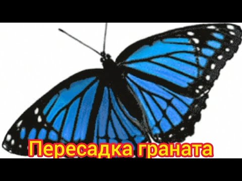 Видео: Гранат из множества стволов, пересадка. 