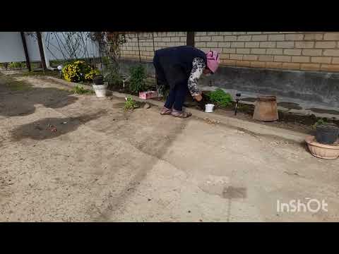 Видео: Начала  убирать птицу/ посадила корешки цветов/ хозяйство/