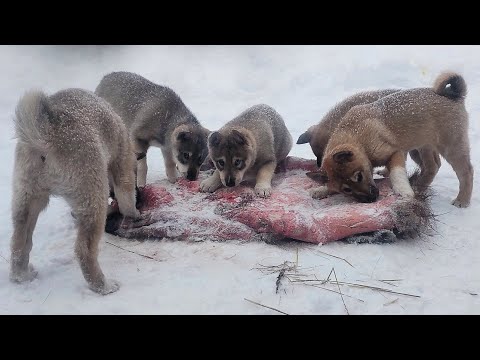 Видео: Щенки на шкуре кабана