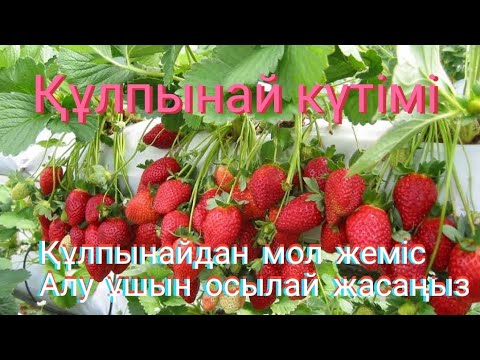 Видео: ҚҰЛПЫНАЙ КҮТІМІ👍👍👍 ҚҰЛПЫНАЙДАН МОЛ ЖЕМІС АЛУ. ҚҰЛПЫНАЙ КҮТІМІ