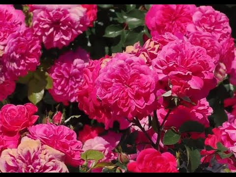 Видео: Посадка Роз группой. Наталья Петренко / Елена Иващенко