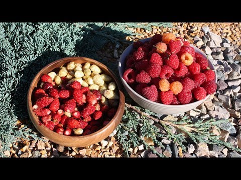Видео: В гостях у Натальи Петренко. Мои Ягоды в сентябре