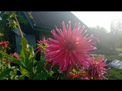 Видео: Горе огород😪покупки👍теплица мужа🌞село❤️