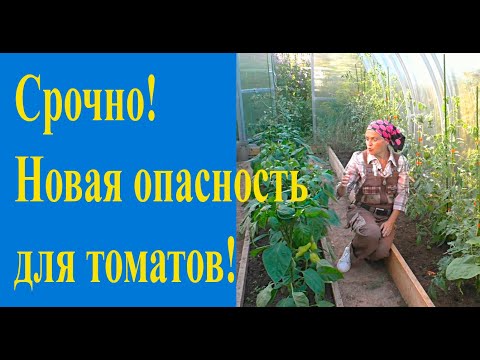Видео: Фузариоз можно победить!