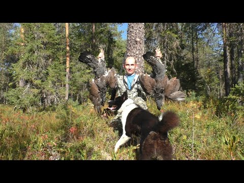 Видео: Вот это ОХОТА!!! Шикарная ОХОТА с ЛАЙКОЙ (глухари,куропатки,утки)