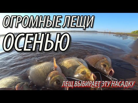 Видео: ЗДОРОВЫЕ ЛЕЩИ на глубине 1.5 метра! Ловля леща на СУПЕР-НАСАДКУ ОСЕНЬЮ. Рыбалка на крупного леща