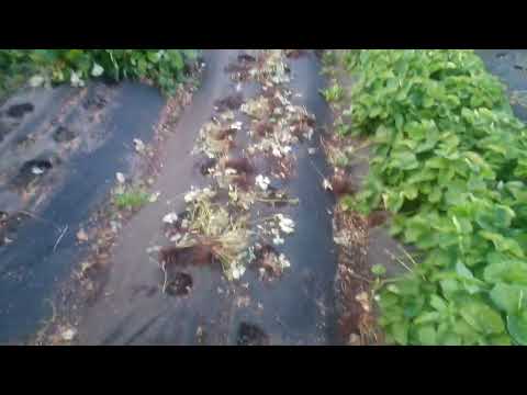 Видео: Сколько можно заработать на 5 сотках выращивая клубнику