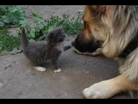 Видео: 😺 Теперь я тут главный! 🐕 Смешное видео с собаками, кошками и котятами! 😸
