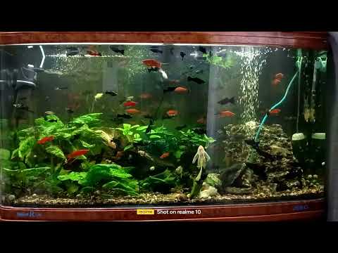 Видео: Аквариум jebo r3100kg с меченосцами и молинейзиями