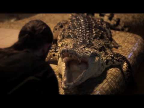 Видео: КРОКОДИЛОВАЯ ФЕРМА! РОЛИК ОБ ОПАСНОЙ ПРОФЕССИИ ДРЕССИРОВЩИКА КРОКОДИЛОВ!