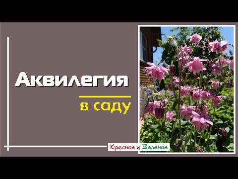 Видео: Аквилегия в саду. Как растет и с чем сочетается.