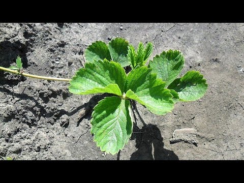 Видео: Как я размножаю клубнику усами
