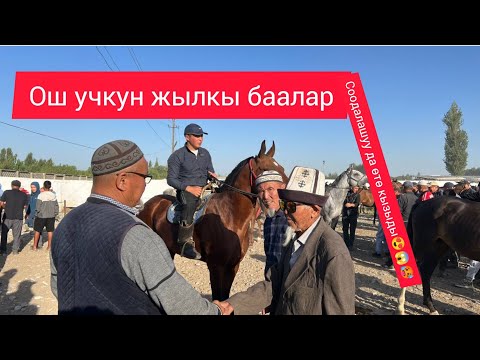 Видео: ОШ УЧКУН ЖЫЛКЫ БААЛАР КЫЗЫДЫ СООДОЛАШУУ ДА ӨТӨ КЫЗЫДЫ ОЙБООЙ😱😍🥵2025 ж 31 августь 