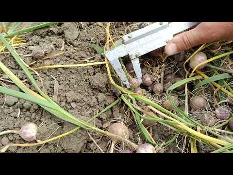 Видео: Викопка однозубки часнику Любаша.