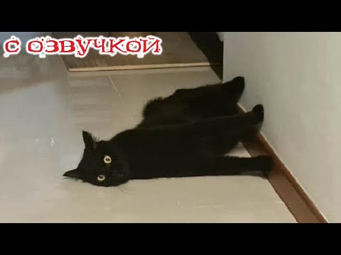 Видео: Приколы с котами! С ОЗВУЧКОЙ! Самые смешные животные! Смешные видео с котами и собаками!