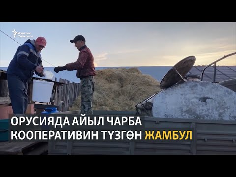 Видео: Орусияда айыл чарба кооперативин түзгөн Жамбул