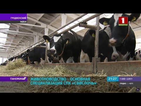 Видео: Одно из лучших хозяйств в Беларуси - СПК "Свислочь". Панорама