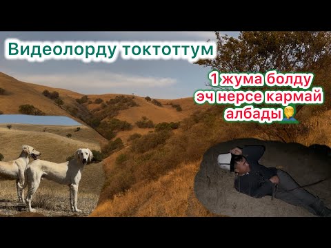 Видео: АҢЧЫЛЫК БОЛДУ ТОКТОТТУМ✅