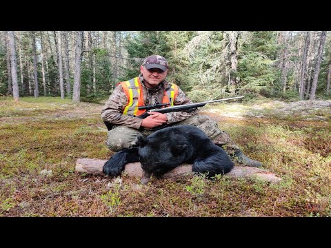 Видео: Охота на черного медведя в Канаде