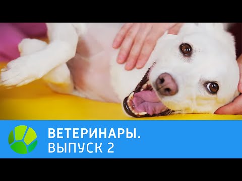 Видео: Ветеринары. Собака, морская свинка, крокодил | Живая Планета