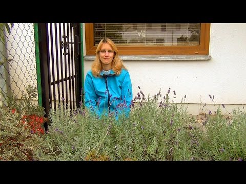 Видео: Лаванда. Подготовка к зиме.