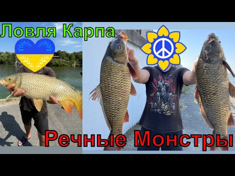 Видео: Ловля Карпа на Днепре🔥Макушатник Рулит🔥Убойная Снасть🔥Дикий Карп во Всей Красе🔥Рыбалка на Карпа