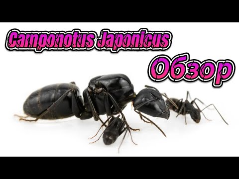 Видео: Муравьиная ферма. Camponotus Japonicus #1. Обзор
