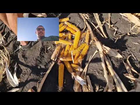 Видео: дідовський метод збирання кукурудзи