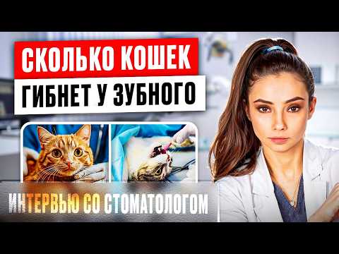 Видео: Что происходит в вет стоматологии кошек на самом деле