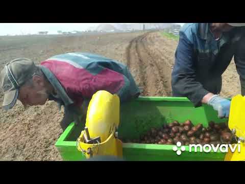 Видео: посадка картофеля кентавр т254 с