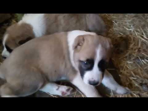 Видео: Почему не стоит заводить собаку породы алабай. Часть 2.