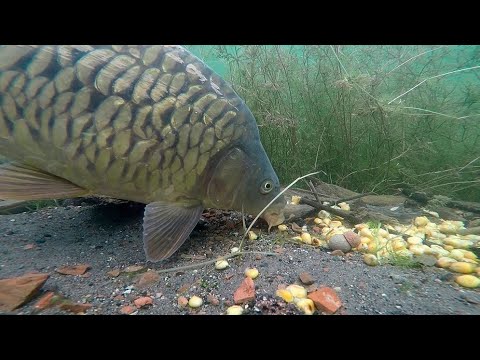 Видео: Этот корм РВЕТ в жару! Карп и амур сходят с ума
