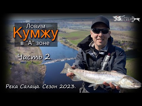 Видео: Ловим кумжу на реке Салаца 2023. Часть 2.