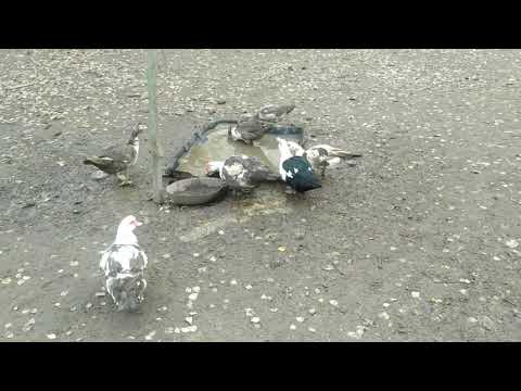 Видео: ВЫГОДНО ЛИ ДЕРЖАТЬ МУСКУСНЫХ УТОК? КАКОЙ КОРМ ДАЁМ УТЯТАМ?