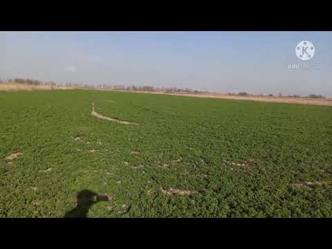 Видео: Люцерна (беде) после дискования