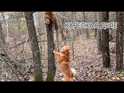 Видео: КАРЕЛО-ФИНСКАЯ ЛАЙКА ПЕРВЫЕ ПОЛАЙКИ ПО КУНИЦЕ/ОХОТА НА КУНИЦУ/