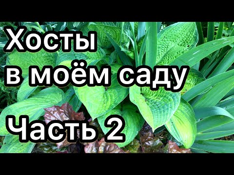 Видео: Хосты в моём саду Часть 2 Обзор