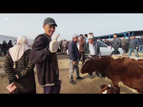 Видео: 2 НОЯБР 2025 ЖЫЛ ШЫМБАЙ МАЛ БАЗАР