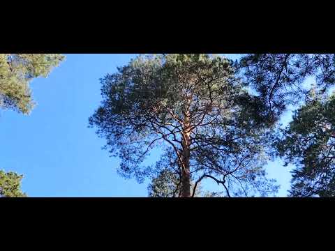 Видео: Быть самим собой. Пофигизм или игнорирование негатива