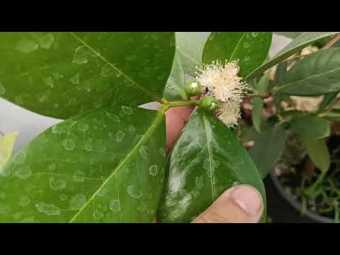 Видео: Псидиум Кеттли (лимонная гуава). Формировка для максимального плодоношения.