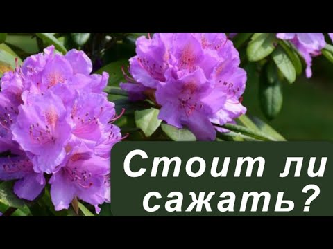 Видео: Рододендроны в северных садах